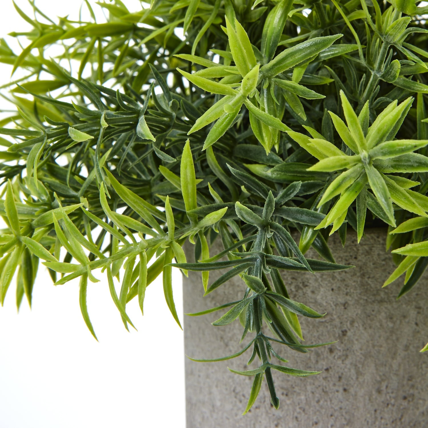Potted Kyoto Bamboo in Stone Grey